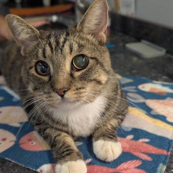 Miss Nancy -  Domestic Short Hair Cat for Adoption in Brighton, Missouri - Miss Nancy | PetCurious