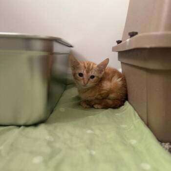Sugar Pie -  Domestic Short Hair Cat for Adoption in Hinesville, Georgia - Sugar Pie | PetCurious