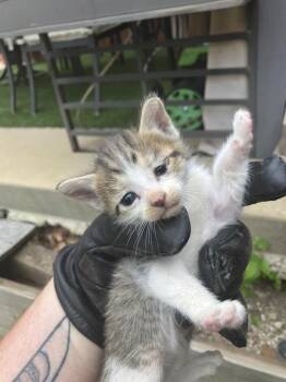 Domestic Medium Hair Cats Available for Adoption in Dallas, Texas - JINU | PetCurious