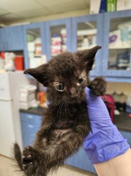 Trix -  Domestic Short Hair Cat for Adoption in Disputanta, Virginia - Trix | PetCurious