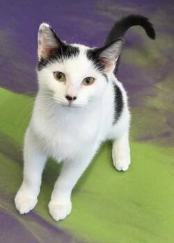 Cisco -  Domestic Short Hair Cat for Adoption in Anna, Illinois - Cisco | PetCurious