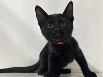 Sofia -  Domestic Short Hair Cat for Adoption in Powell, Ohio - Sofia | PetCurious
