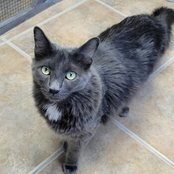 Wolf -  Domestic Long Hair Cat for Adoption in Green Valley, Arizona - Wolf | PetCurious