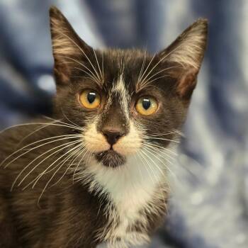 Guacamole -  Domestic Short Hair Cat for Adoption in Wiggins, Mississippi - Guacamole | PetCurious