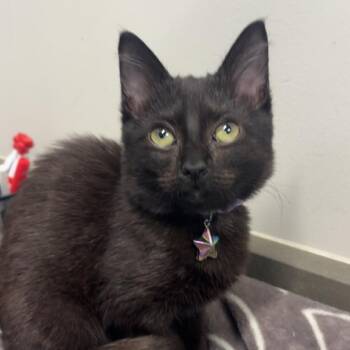Bat -  Domestic Short Hair Cat for Adoption in Spring Hill, Kansas - Bat | PetCurious