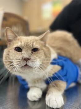Rescue Domestic Short Hair Cats for Adoption in Aliquippa, Pennsylvania - CHAUNCEY | PetCurious