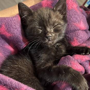 Tallulah -  American Shorthair Cat for Adoption in Oceanside, New York - Tallulah | PetCurious