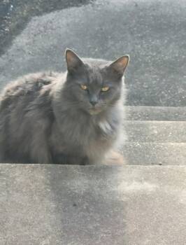 Rescue Domestic Medium Hair Cats for Adoption in Lucas, Texas - Gracie & Hunter | PetCurious