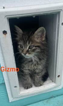 Gizmo -  Domestic Long Hair Cat for Adoption in Shrewsbury, Massachusetts - Gizmo | PetCurious