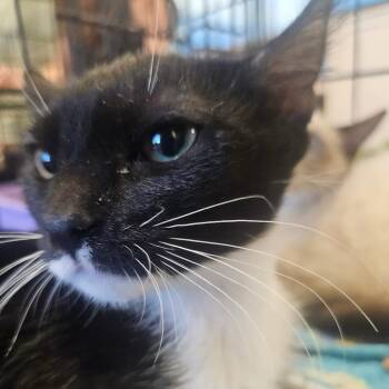 Vicky -  Domestic Short Hair Cat for Adoption in Grantsville, Utah - Vicky | PetCurious
