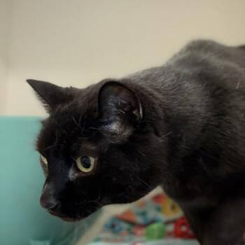 Domestic Short Hair Cats Available for Adoption in Janesville, Wisconsin - Biggy Smalls | PetCurious