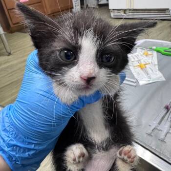 Macaroni -  Domestic Short Hair Cat for Adoption in Summerville, South Carolina - Macaroni | PetCurious