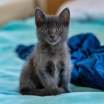 Pancake -  Domestic Medium Hair Cat for Adoption in Tyler, Texas - Pancake | PetCurious