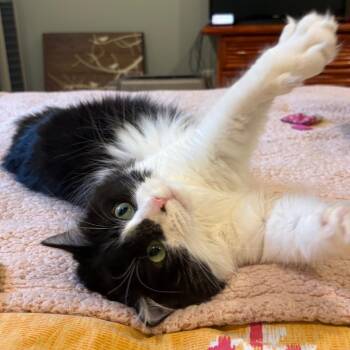 Smokey -  Domestic Long Hair Cat for Adoption in Saint Paul, Minnesota - Smokey | PetCurious