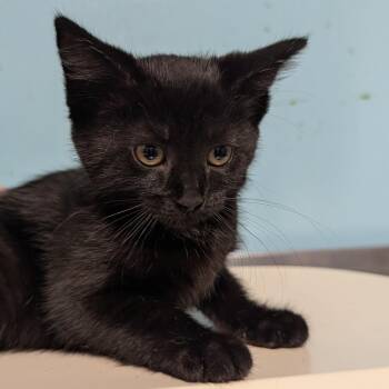 Meadow -  Domestic Medium Hair Cat for Adoption in Jefferson City, Tennessee - Meadow | PetCurious