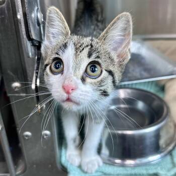 Juno -  Domestic Short Hair Cat for Adoption in Matteson, Illinois - Juno | PetCurious