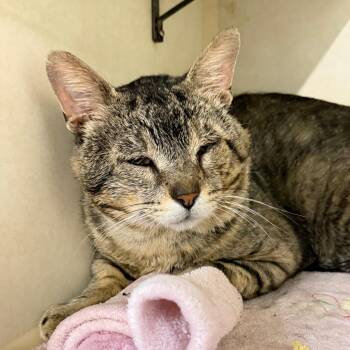 SIR EDWARD -  Domestic Short Hair Cat for Adoption in Battle Creek, Michigan - SIR EDWARD | PetCurious