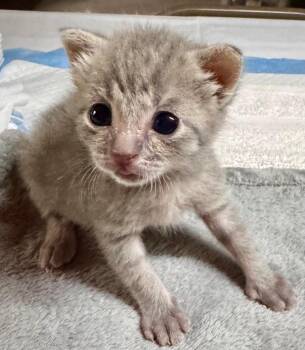 Pippa -  Domestic Short Hair Cat for Adoption in Leonardtown, Maryland - Pippa | PetCurious