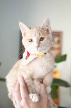 Charlotte -  Domestic Short Hair Cat for Adoption in Franklin, Tennessee - Charlotte | PetCurious