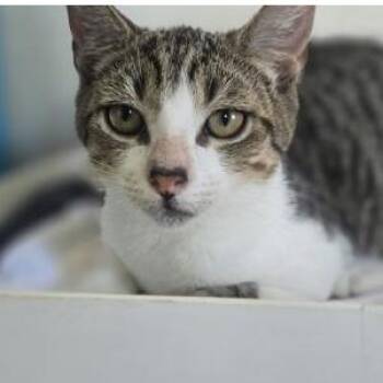 Lila -  Domestic Short Hair Cat for Adoption in Lakewood, Colorado - Lila | PetCurious