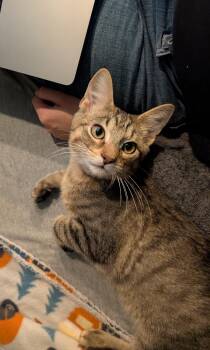 Rescue Tabby and Domestic Short Hair Cats for Adoption in Lombard, Illinois - Ari | PetCurious