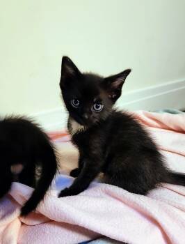 Rescue Domestic Short Hair Cats for Adoption in Chapel Hill, North Carolina - Loganberry | PetCurious