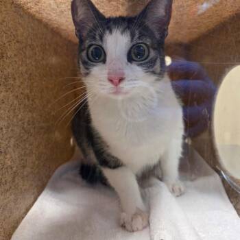 Thelma -  Domestic Short Hair Cat for Adoption in Pasadena, California - Thelma | PetCurious