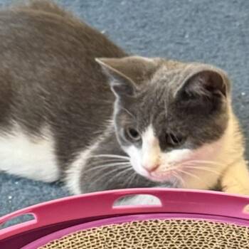 Dolly Purrton -  Domestic Short Hair Cat for Adoption in Garden City, Michigan - Dolly Purrton | PetCurious
