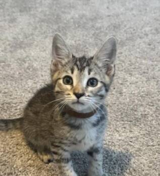 Pebble - Earth Litter -  Tabby Cat Available for Adoption in Anthem, Arizona - Pebble - Earth Litter | PetCurious