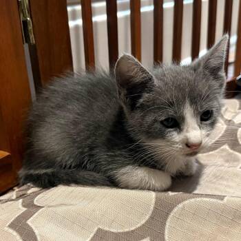 Profit of the Mercy -  Domestic Short Hair Cat for Adoption in Edinburg, Texas - Profit Of The Mercy | PetCurious