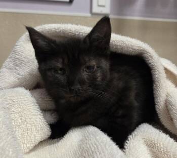 Mug Cookie -  Domestic Short Hair Cat for Adoption in Vancouver, Washington - Mug Cookie | PetCurious