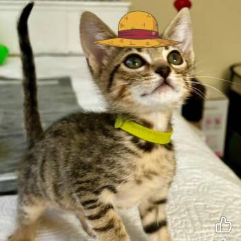 Domestic Short Hair Cats Available for Adoption in Pleasanton, California - Betty Rubble | PetCurious
