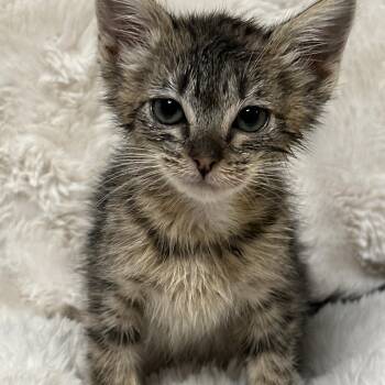 Rescue Tabby Cats for Adoption in Pasco, Washington - Meg | PetCurious