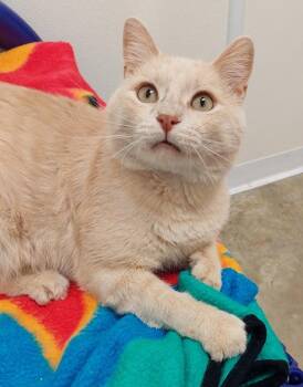 Solar Flare -  Domestic Short Hair Cat for Adoption in Springfield, Illinois - Solar Flare | PetCurious