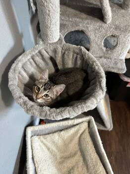 Rescue Abyssinian Cats for Adoption in Miami, Oklahoma - Albert | PetCurious