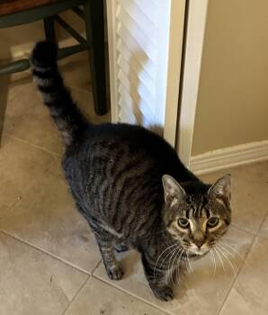 Baby (declawed) -  Tabby Cat for Adoption in Theodore, Alabama - Baby (declawed) | PetCurious