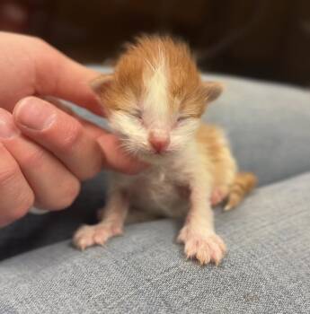 Cheese -  Domestic Short Hair Cat for Adoption in Bemidji, Minnesota - Cheese | PetCurious