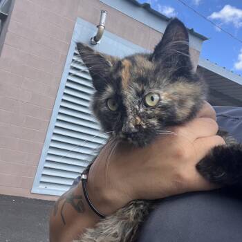 Domestic Long Hair Cats Available for Adoption - Athena | PetCurious