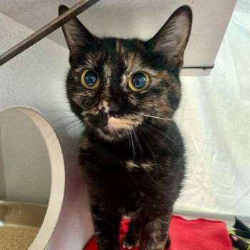 Stacy -  Domestic Short Hair Cat for Adoption in Seattle, Washington - Stacy | PetCurious