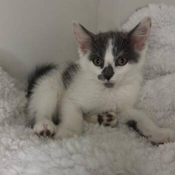 River -  Domestic Short Hair Cat for Adoption in Lexington, Kentucky - River | PetCurious