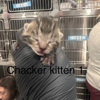 Calliope 1 -  Domestic Short Hair Cat for Adoption in Scituate, Massachusetts - Calliope 1 | PetCurious
