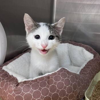 Domestic Short Hair Cats Available for Adoption - Odin | PetCurious