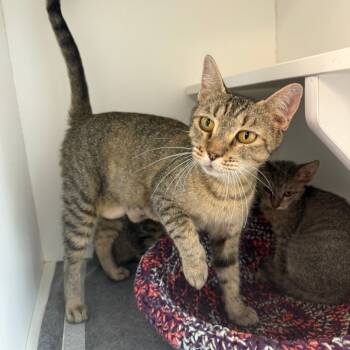 Rescue Domestic Short Hair Cats for Adoption in Port Richey, Florida - Layla | PetCurious