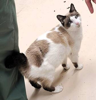 Siamese Cats Available for Adoption - Ghost | PetCurious