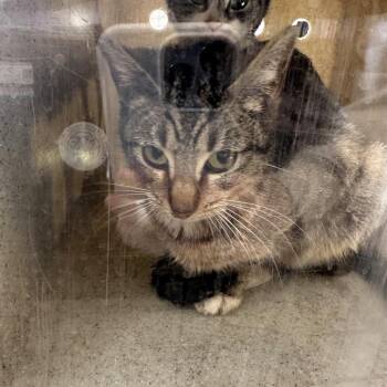 Domestic Short Hair Cats Available for Adoption - Dolly | PetCurious