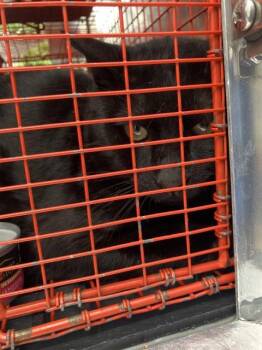 Domestic Short Hair Cats Available for Adoption in Dallas, Texas - DILLON | PetCurious