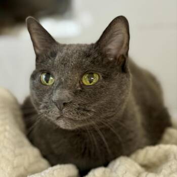 Rescue Domestic Short Hair Cats for Adoption in Stoughton, Wisconsin - Dash | PetCurious