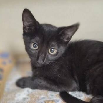 March -  Domestic Short Hair and Siamese Cat for Adoption in Sacramento, California - March | PetCurious