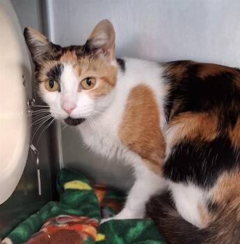 ZUZU -  Domestic Short Hair Cat for Adoption in Fort Walton Beach, Florida - ZUZU | PetCurious