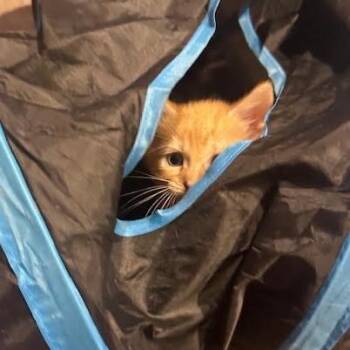 Buttercup -  Domestic Short Hair Cat for Adoption in Madison, Wisconsin - Buttercup | PetCurious